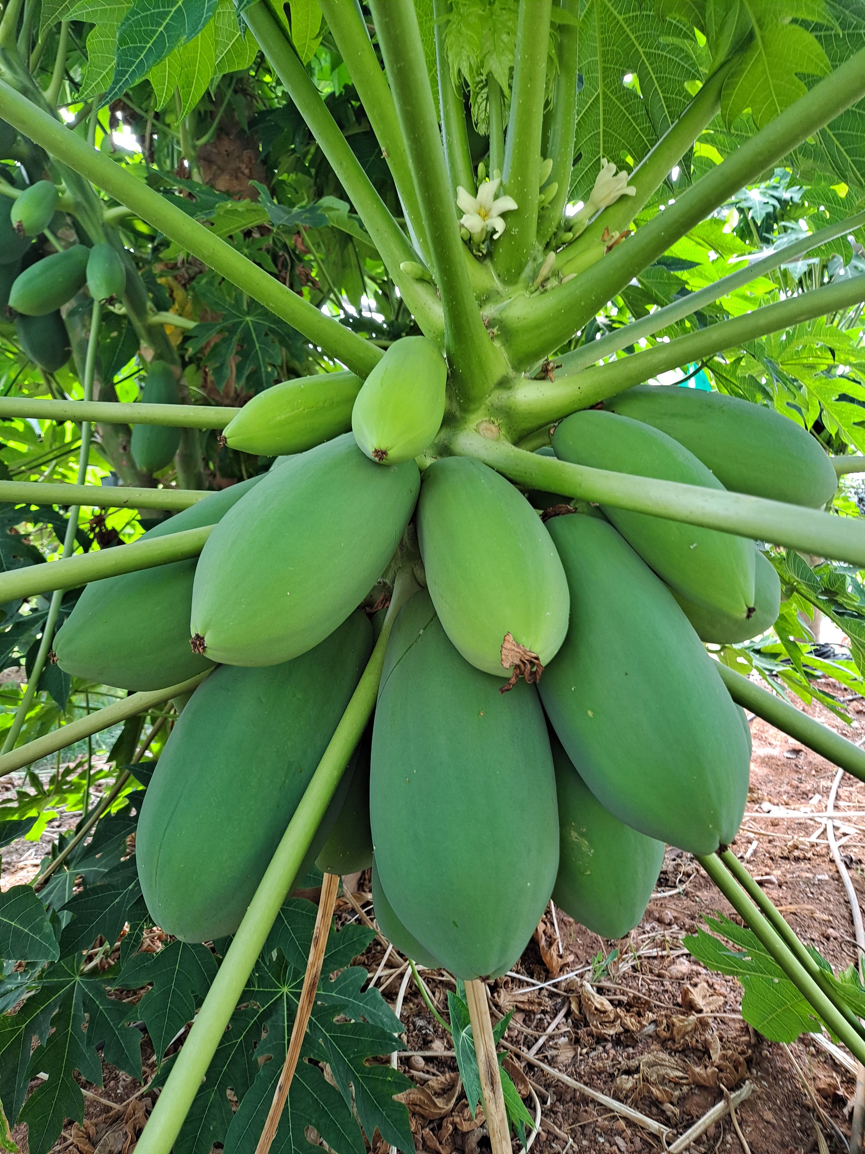 Aguacate natural realón tropical